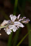 Sampson's snakeroot